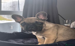 French Bulldog dogs for sale: 17 week old frenchie - Image 2