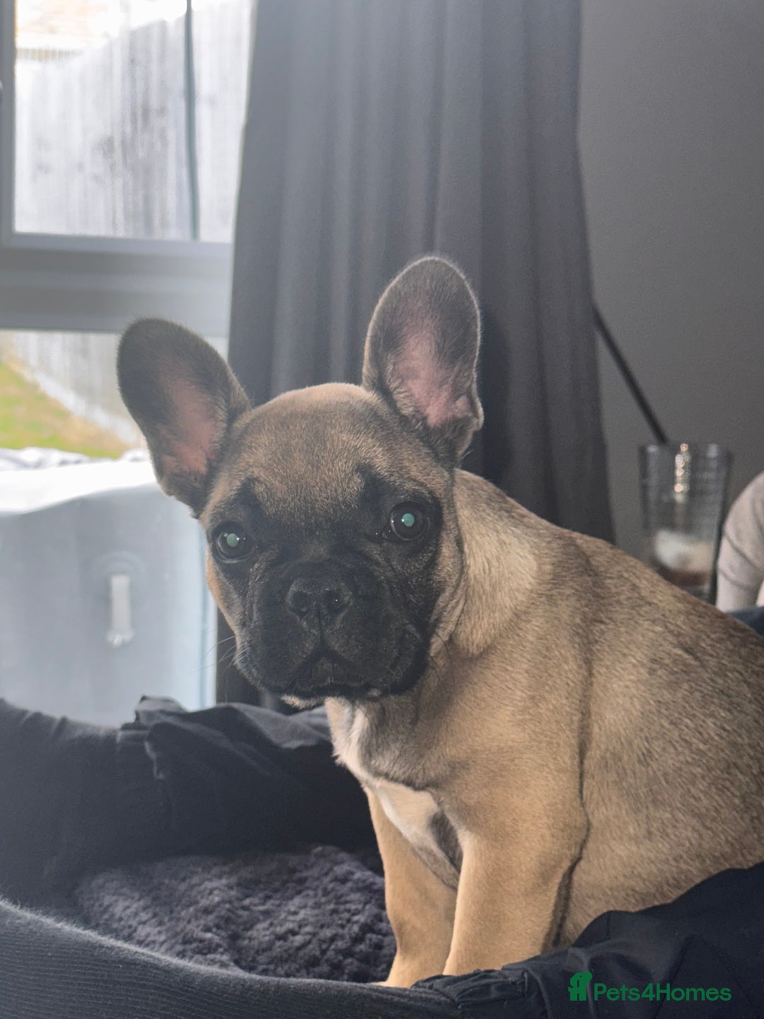 French Bulldog dogs for sale: 17 week old frenchie - Image 2