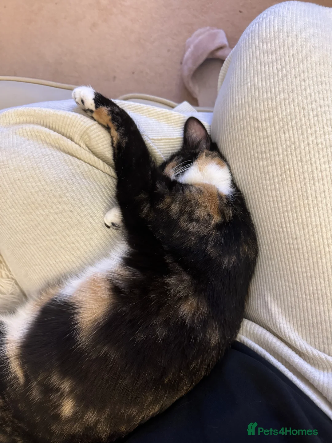 Mixed Breed cats for sale: 💛 Nova - Sweet tortie looking for a loving home - Advert 6