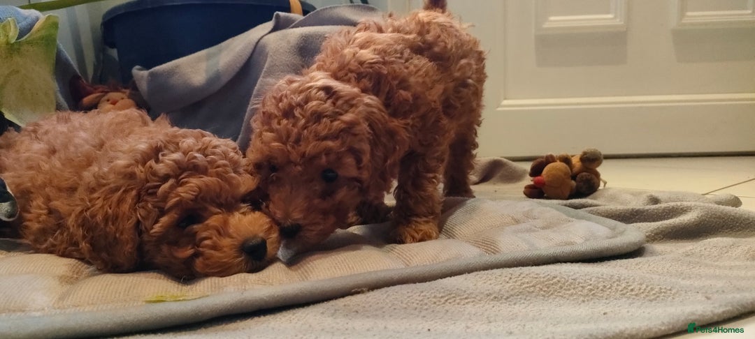 Miniature Poodle dogs for sale: ✨ Miniature Poodle Puppies for Reservation! ✨   - Advert 16