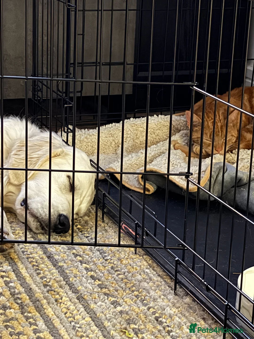 Golden Retriever dogs for sale: KC reg 9 mth old Golden Retriever- Female cream - Advert 6