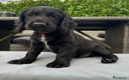 Mixed Breed dogs for sale: Gorgeous litter of 8 x F1 Sprocker Spaniels - Image 3