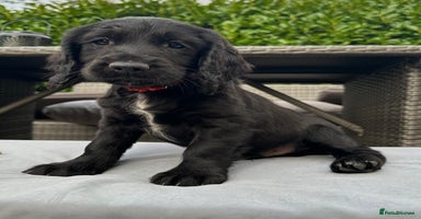 Mixed Breed dogs - Advert 8