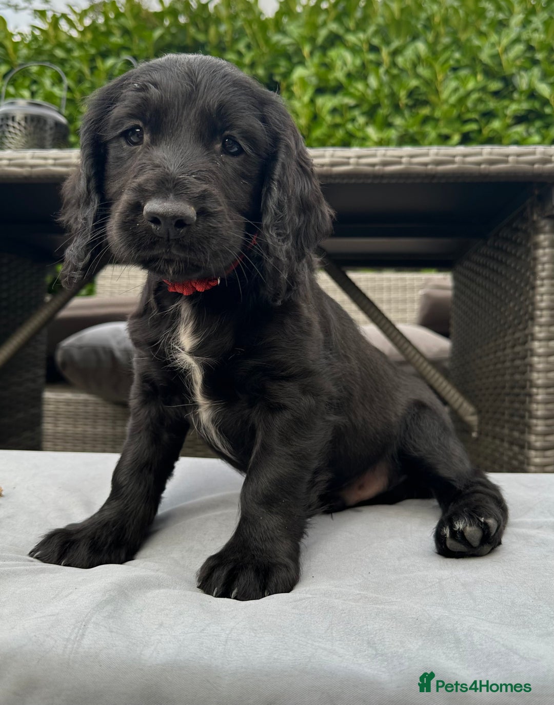 Mixed Breed dogs for sale: Gorgeous litter of 8 x F1 Sprocker Spaniels - Image 3