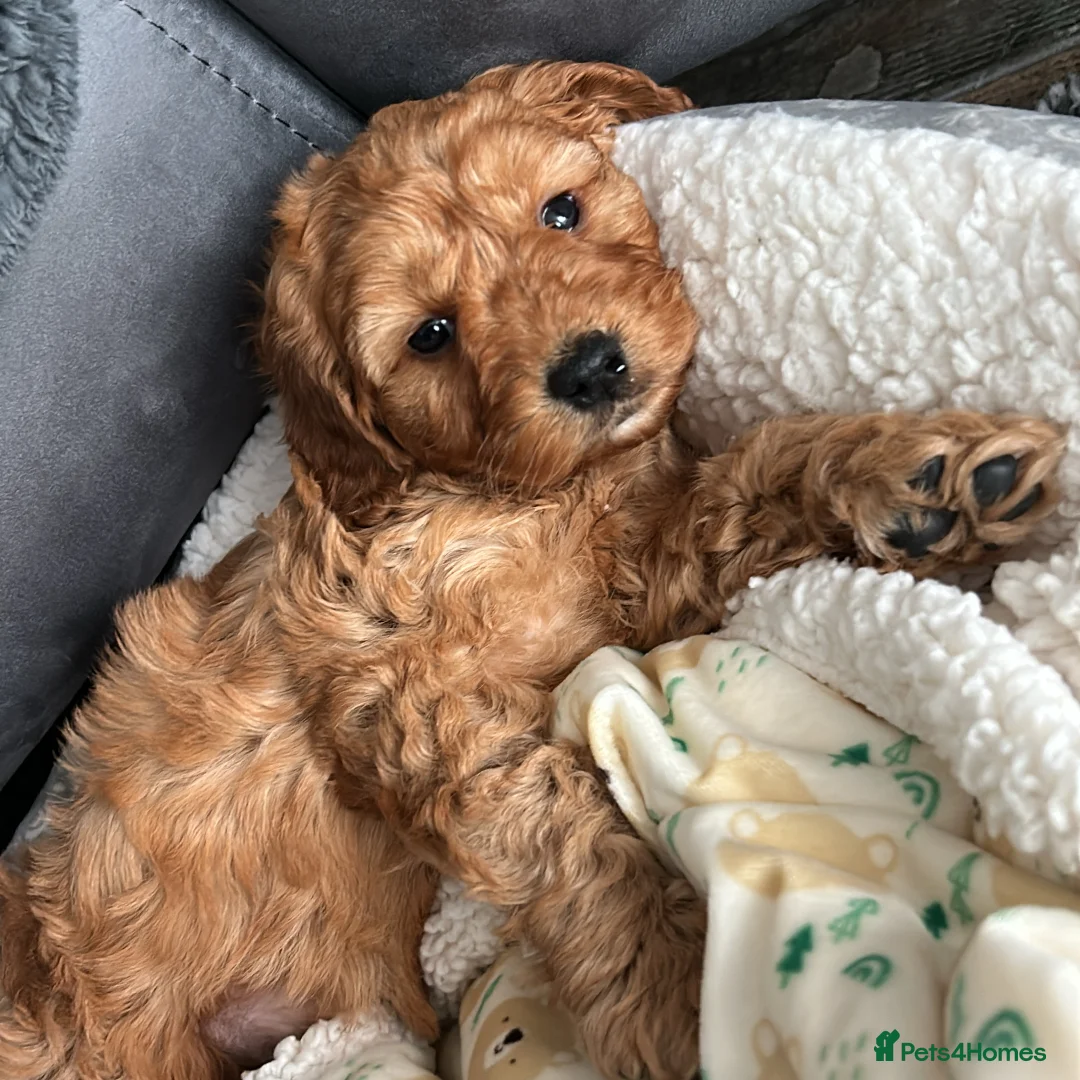 Maltipoo dogs for sale: 7-Month-Old Maltipoo – Loving Home Wanted 🐾 in Morpeth - Advert 23