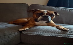 English Bulldog dogs for stud: Traditional standard bulldog for stud  - Image 6