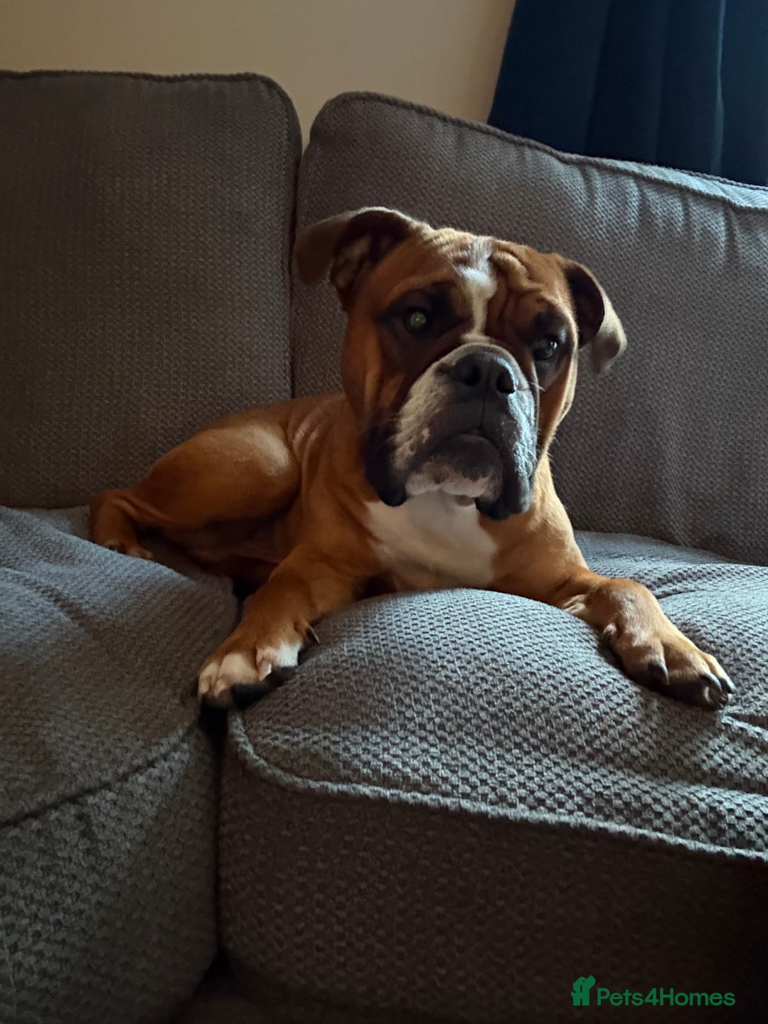 English Bulldog dogs for stud: Traditional standard bulldog for stud  - Image 6