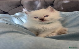 Ragdoll cats for sale: Perfect little blue point Ragdoll girls x5 - Image 11