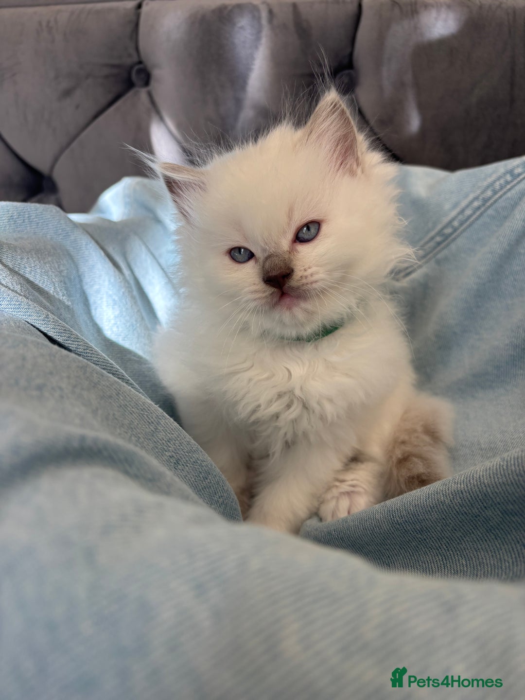 Ragdoll cats for sale: Perfect little blue point Ragdoll girls x5 - Image 11