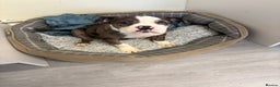 Olde English Bulldogge dogs for sale: Olde English bulldogee - Advert 2
