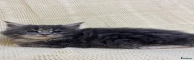 Mixed Breed 4