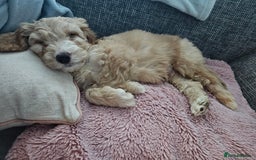 Cockapoo dogs for stud: Male cockapoo for stud 'Woody' - Image 18