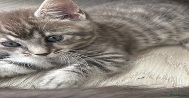 Mixed Breed cats - Advert 14
