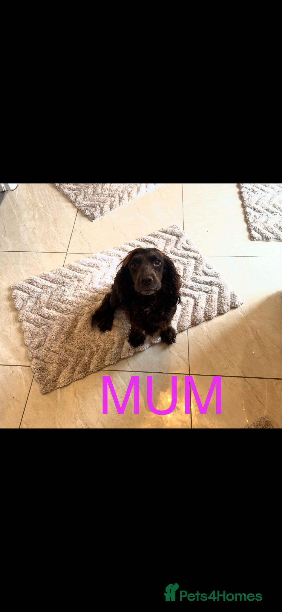 Cocker Spaniel dogs Working Cocker spaniel puppies for sale - Advert 7