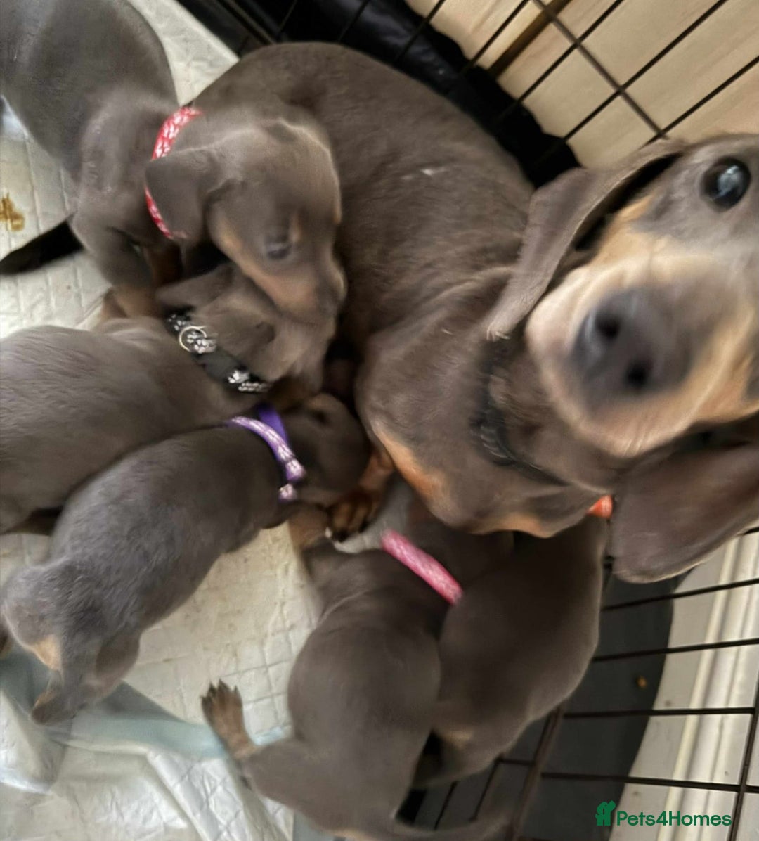 Dachshund dogs for sale: Beautiful Dachshund puppies - Advert 2