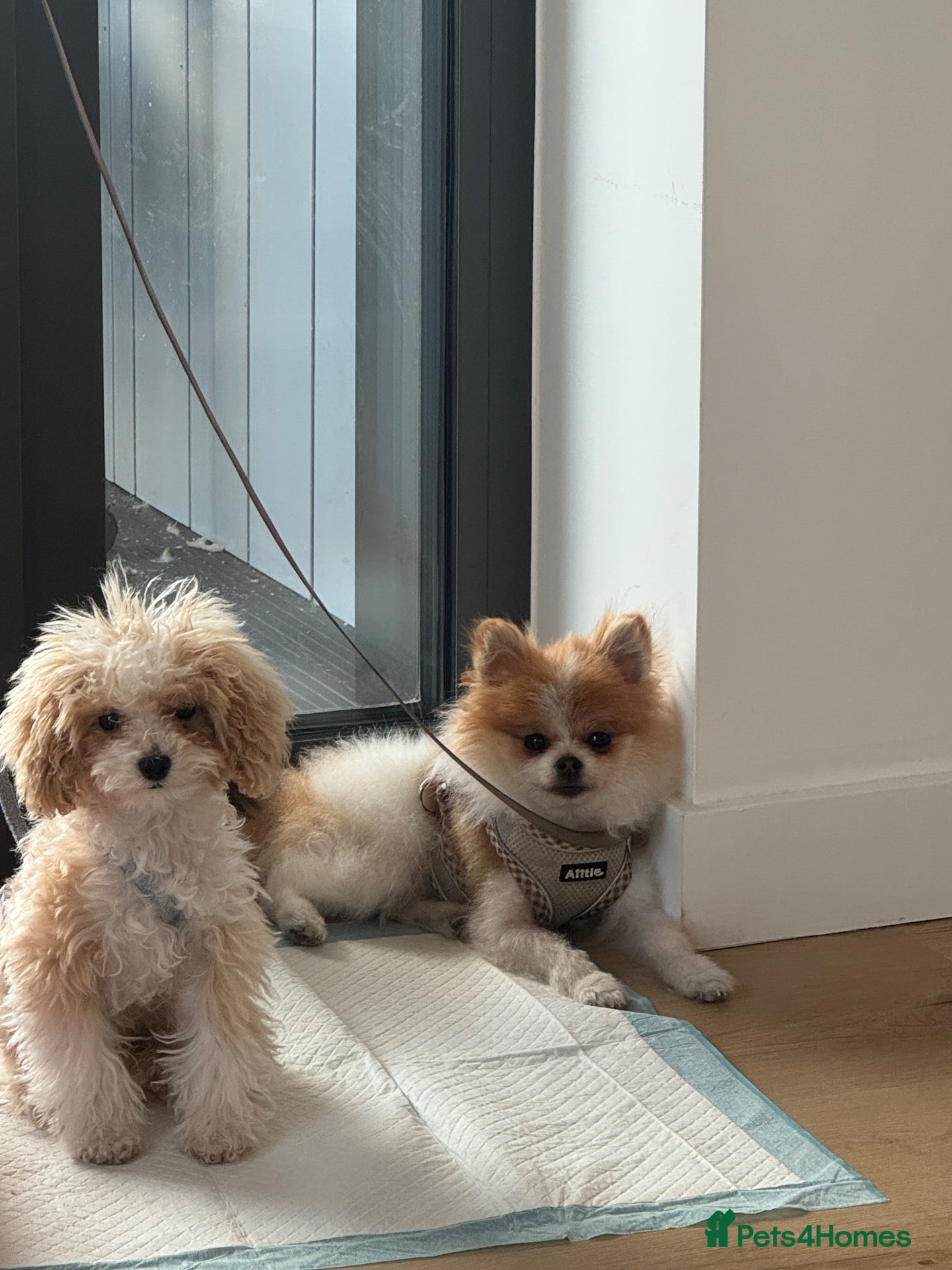 Pomeranian dogs Pomeranian male  **  size  - Advert 1