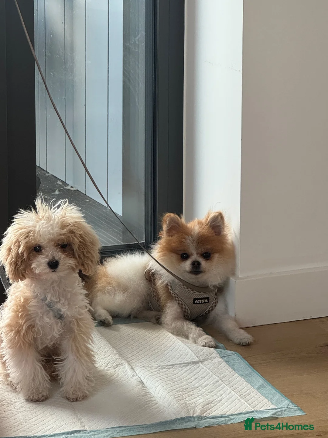 Pomeranian dogs for sale: Pomeranian male  **  size  in London - Advert 1