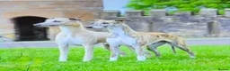 Whippet dogs for sale: Show Quality KC Registered Litter in Clarbeston Road - Advert 5