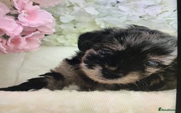 Jackapoo dogs for sale: ***READY NOW*** Gorgeous Jackapoo puppies - Image 6