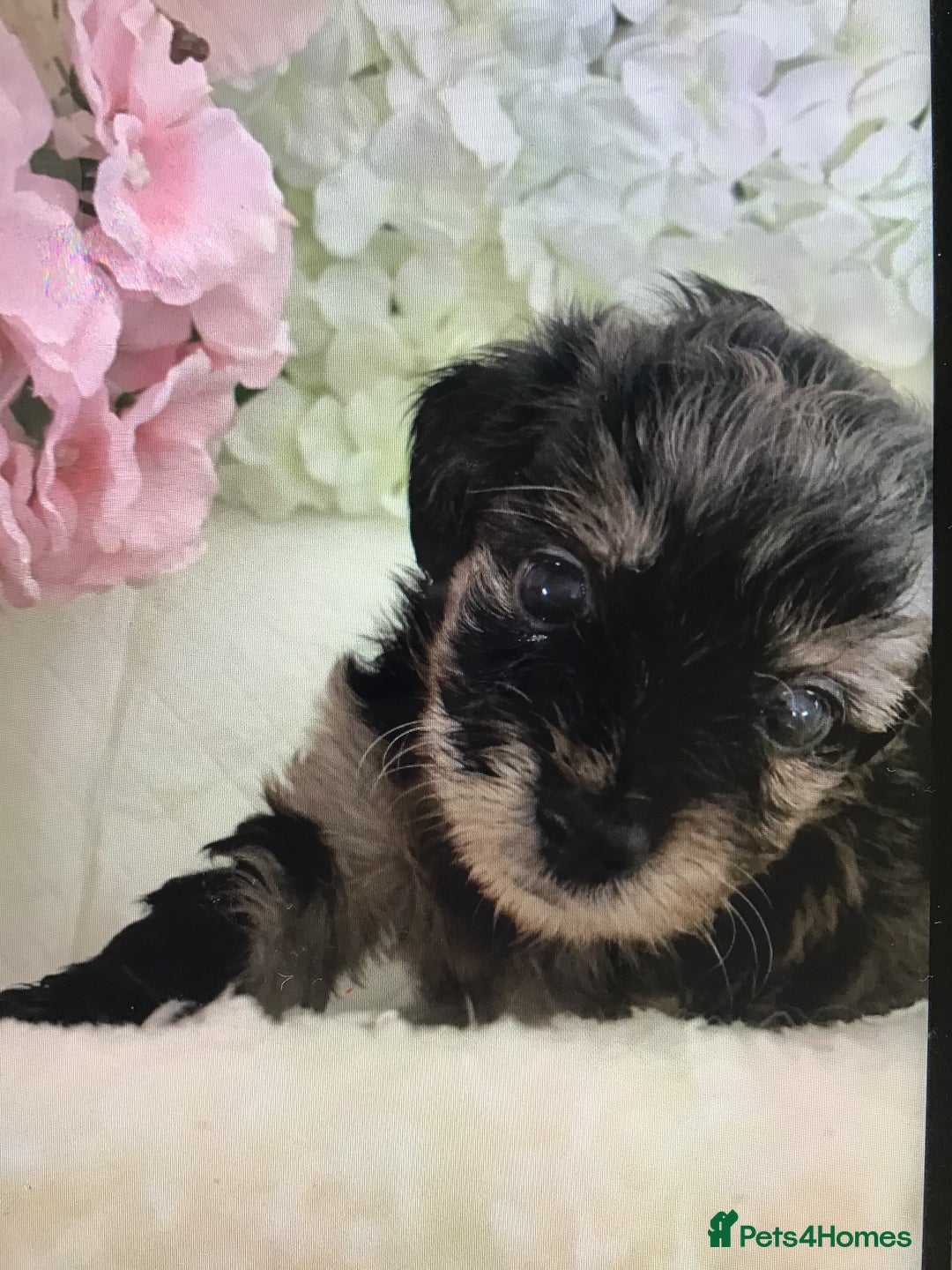 Jackapoo dogs for sale: ***READY NOW*** Gorgeous Jackapoo puppies - Image 6
