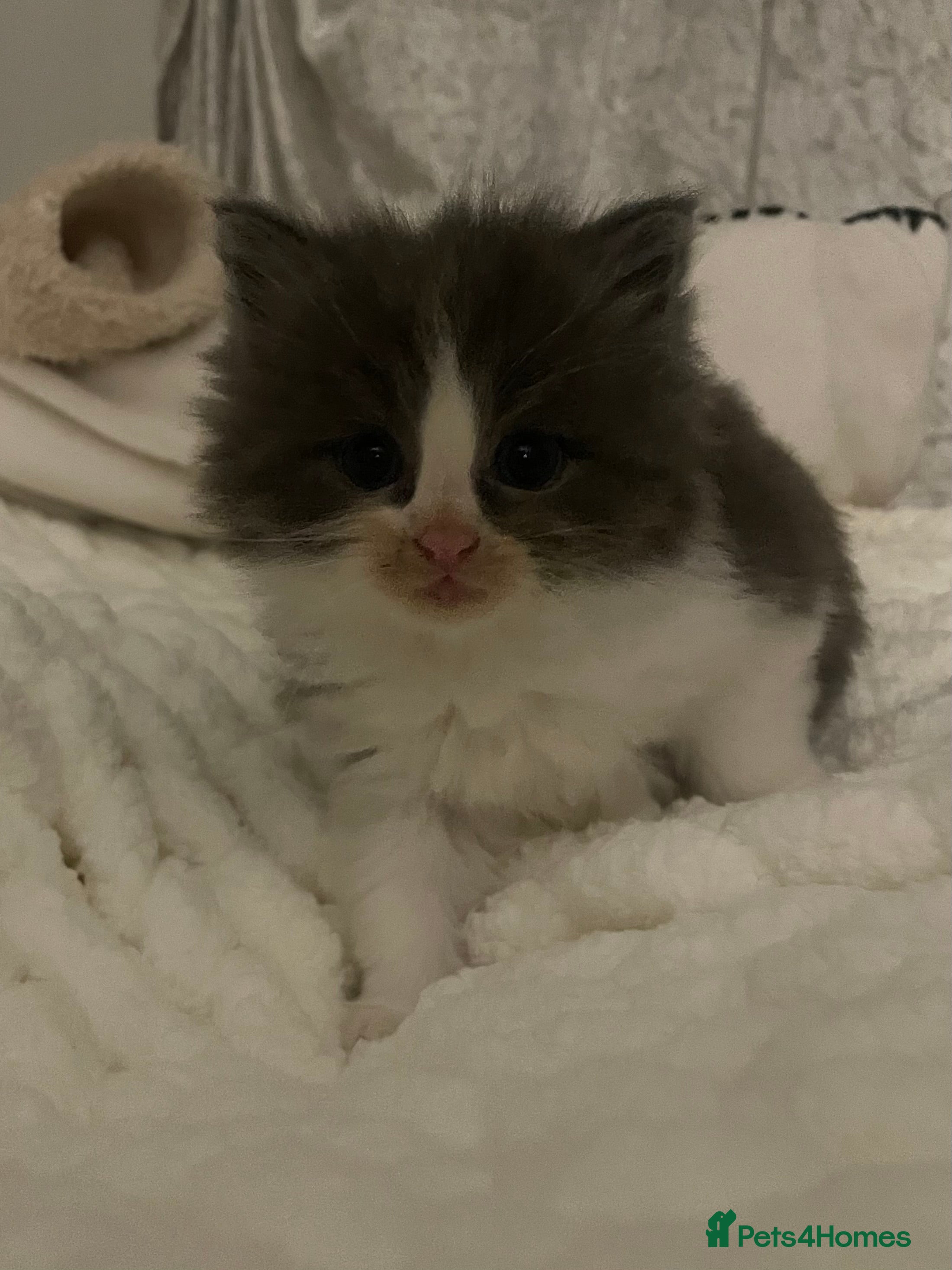 Maine Coon cats 💓Beautiful Mainecoon/Ragdoll Mix Kittens💓 - Advert 7