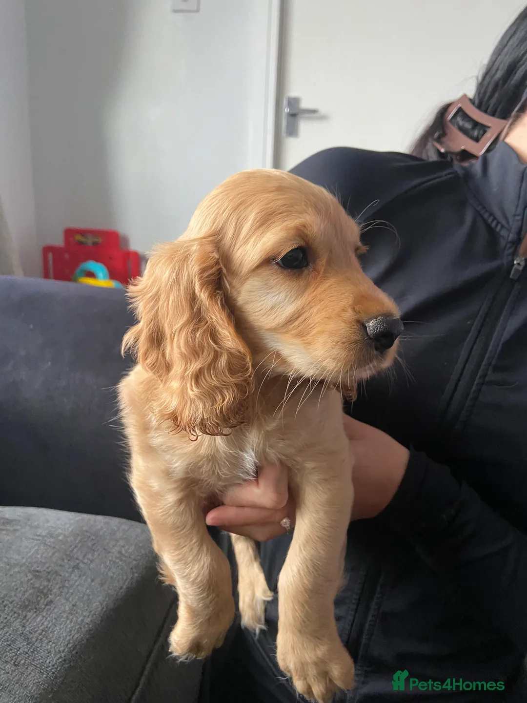Cocker Spaniel dogs for sale: Cocker spaniel puppies  in York - Advert 15