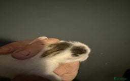 Domestic Shorthair cats for sale: 3 baby Kittens For Sale - Image 5