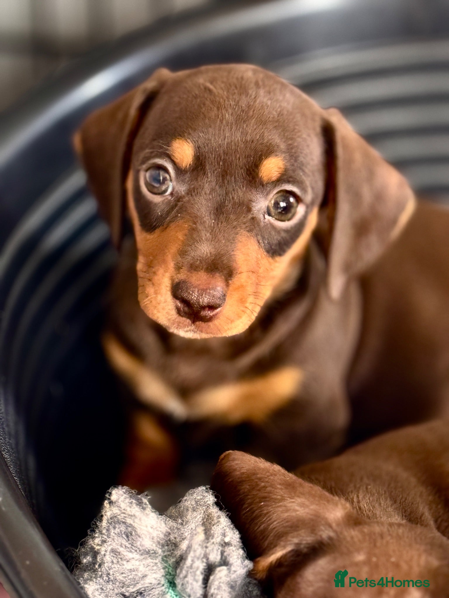 Miniature Dachshund dogs Kc registered miniature dachshund puppies  - Advert 1