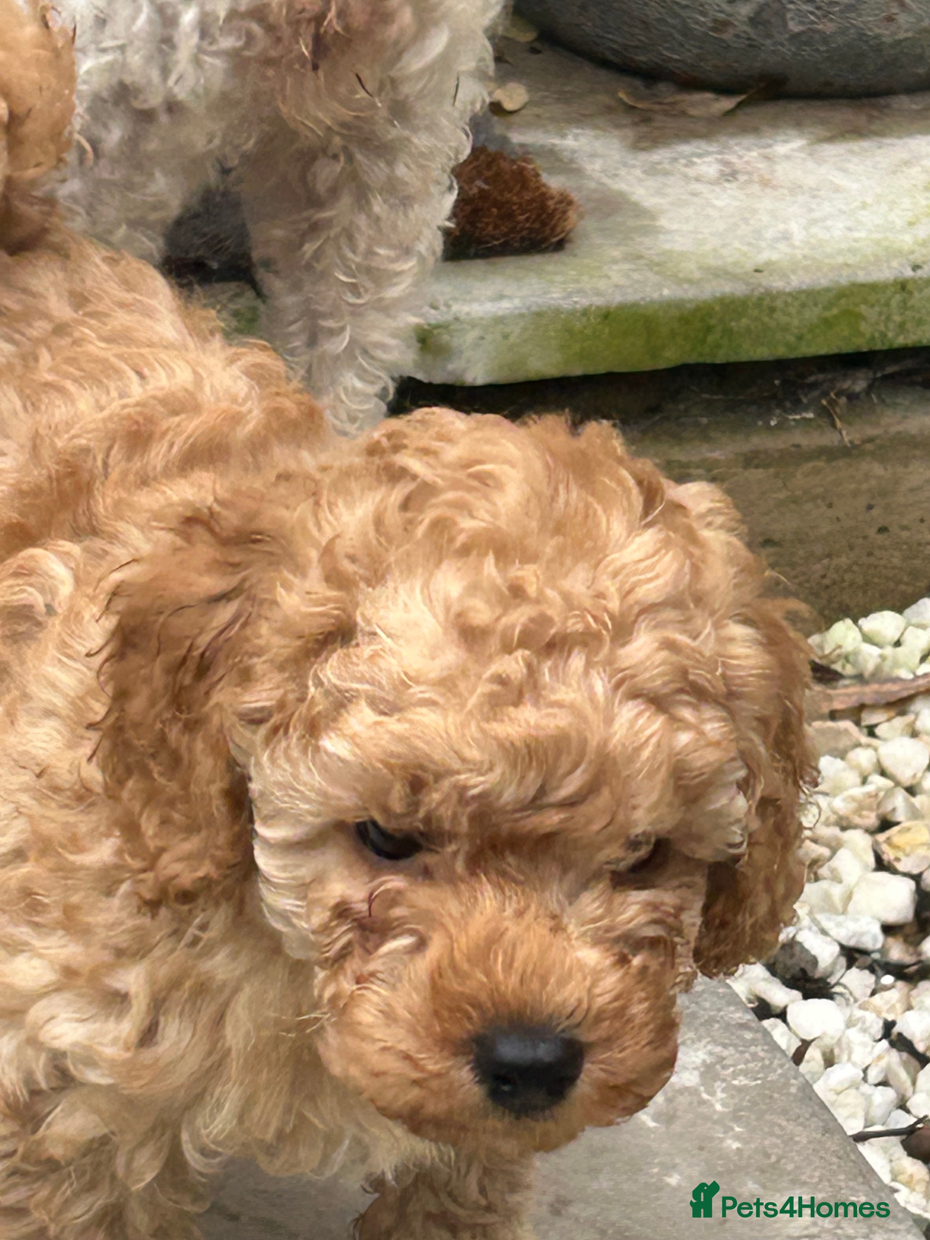 Toy Poodle dogs Stunning Kc reg stunning toy poodles  - Advert 16