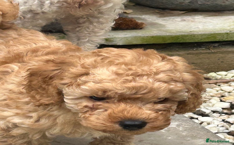 Toy Poodle dogs - Advert 5