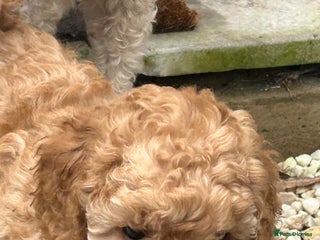 Toy Poodle dogs - Advert 3