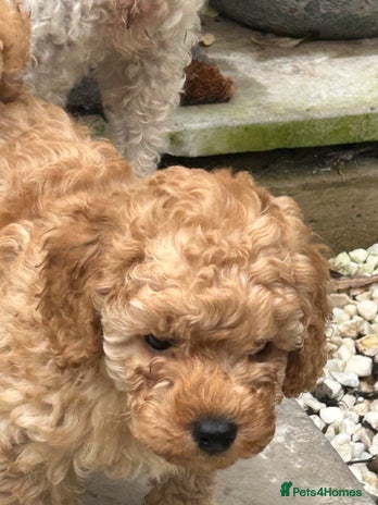 Toy Poodle dogs - Advert 5