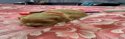 Maltipoo dogs for sale: Beautiful litter of Malti poo puppies - Advert 4