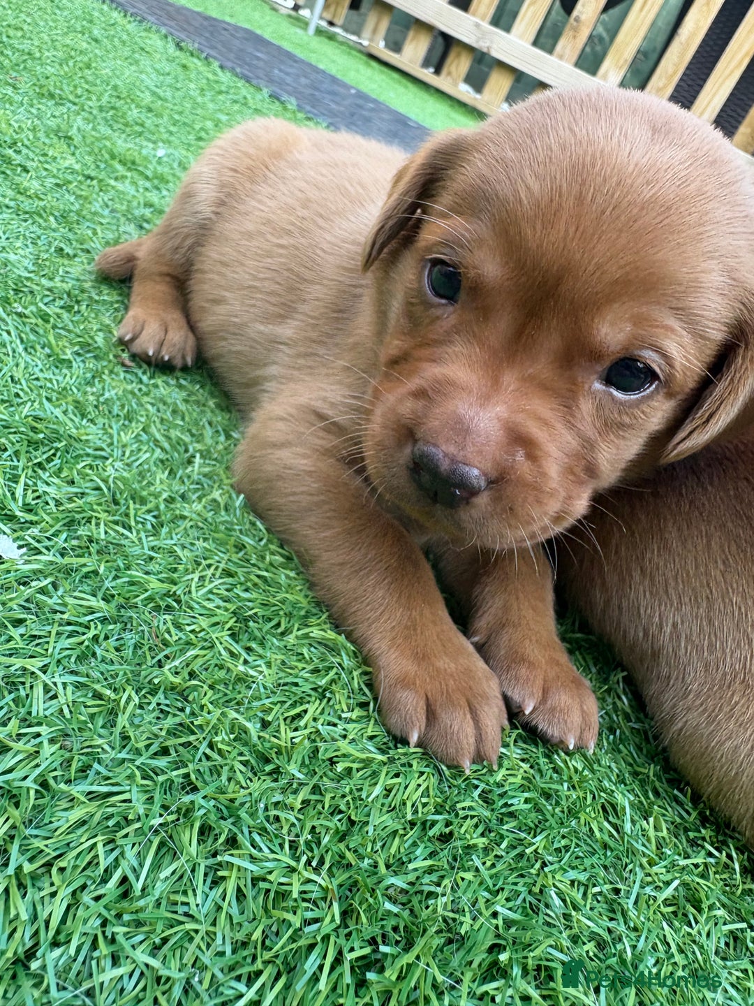 Labrador Retriever dogs for sale: Stunning Fox Red Labrador puppies  - Image 36