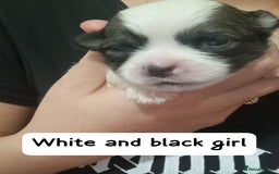 Mixed Breed dogs for sale: Pom x shih tzu pups  - Image 2