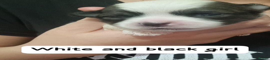 Mixed Breed Puppy 3