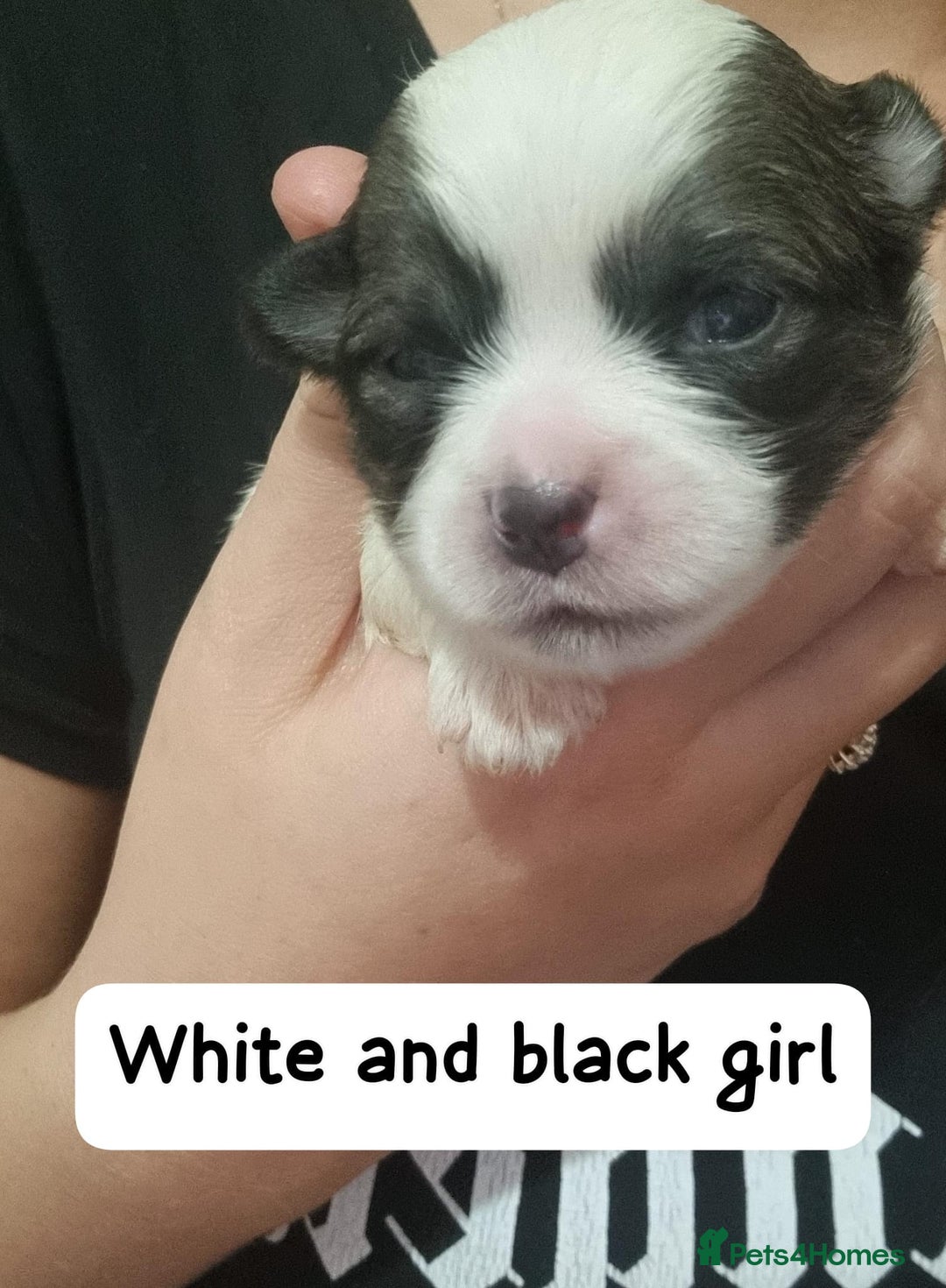 Mixed Breed dogs for sale: Pom x shih tzu pups  - Image 2