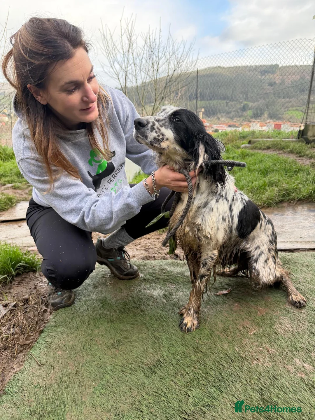 English Setter dogs for adoption: Dama  - Advert 4