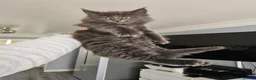 Maine Coon cats for sale: pure MAINE COONS - Advert 19
