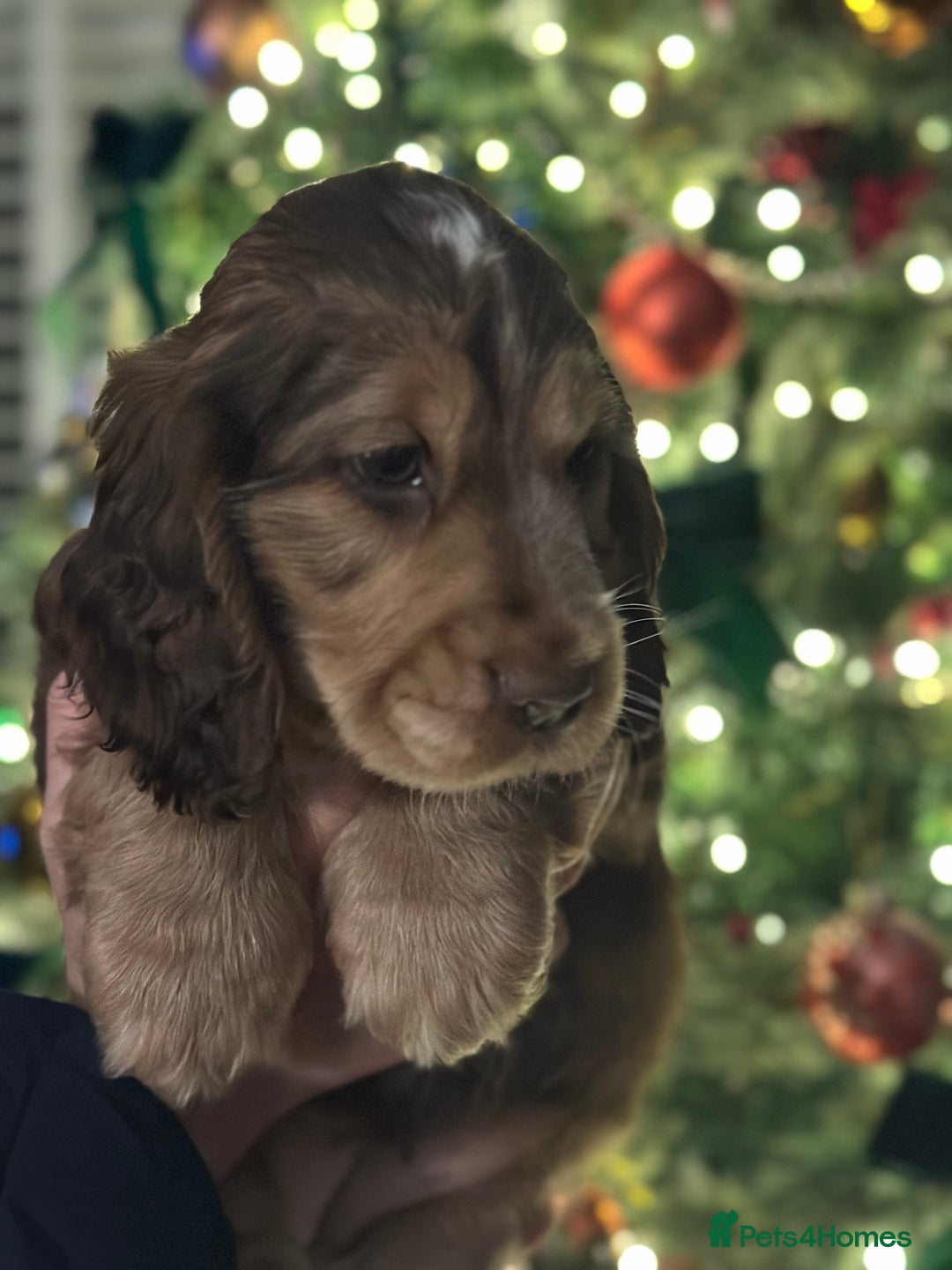Cocker Spaniel dogs for sale: Beautiful Cocker spaniel pups ready this weekend - Advert 9