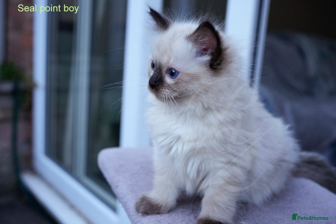 Ragdoll cats for sale: Stunning GCCF Registered Heart Melting Affection - Image 7