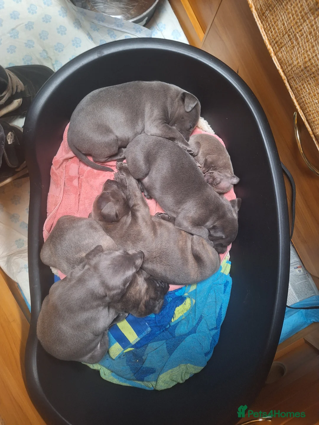 Mixed Breed dogs for sale: Blue staff whippet Cross  - Advert 3