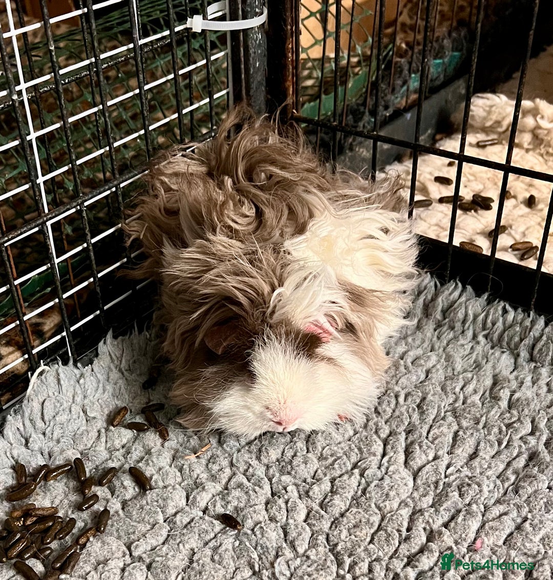 Guinea Pig rodents for sale: Two pairs of bonded Texel and Lunkarya boys - Advert 5