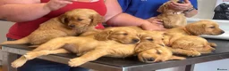 Golden Retriever dogs for sale: Golden Retriver KC Puppies  - Advert 6