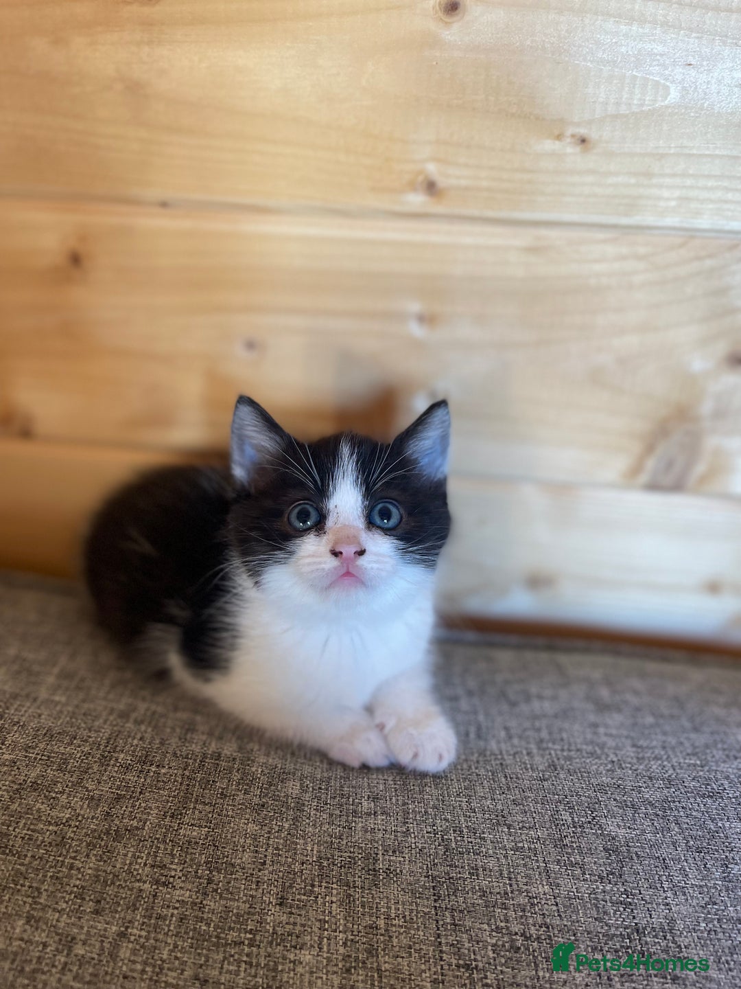 Ragdoll cats for sale: Ragdoll cross kittens  - Image 3