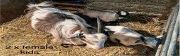 Goats livestock for sale: Pygmy goats with kids  - Advert 2