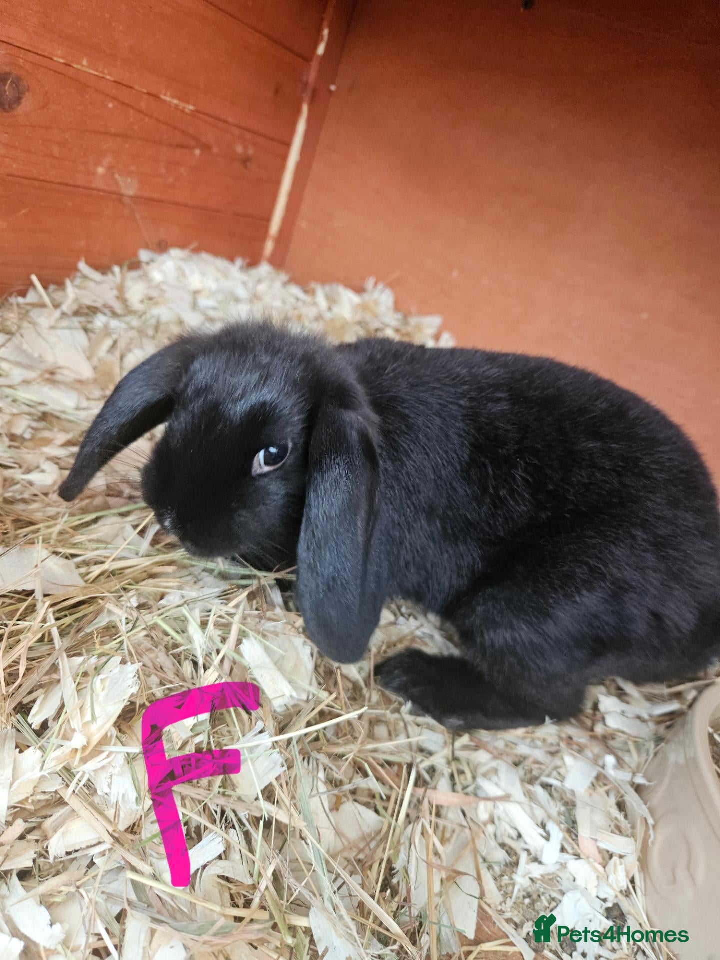 Mixed Breed rabbits Mini lop x american blue  - Advert 3