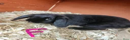 Mixed Breed rabbits for sale: Mini lop x american blue  - Advert 1