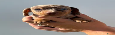 Miniature Dachshund 7
