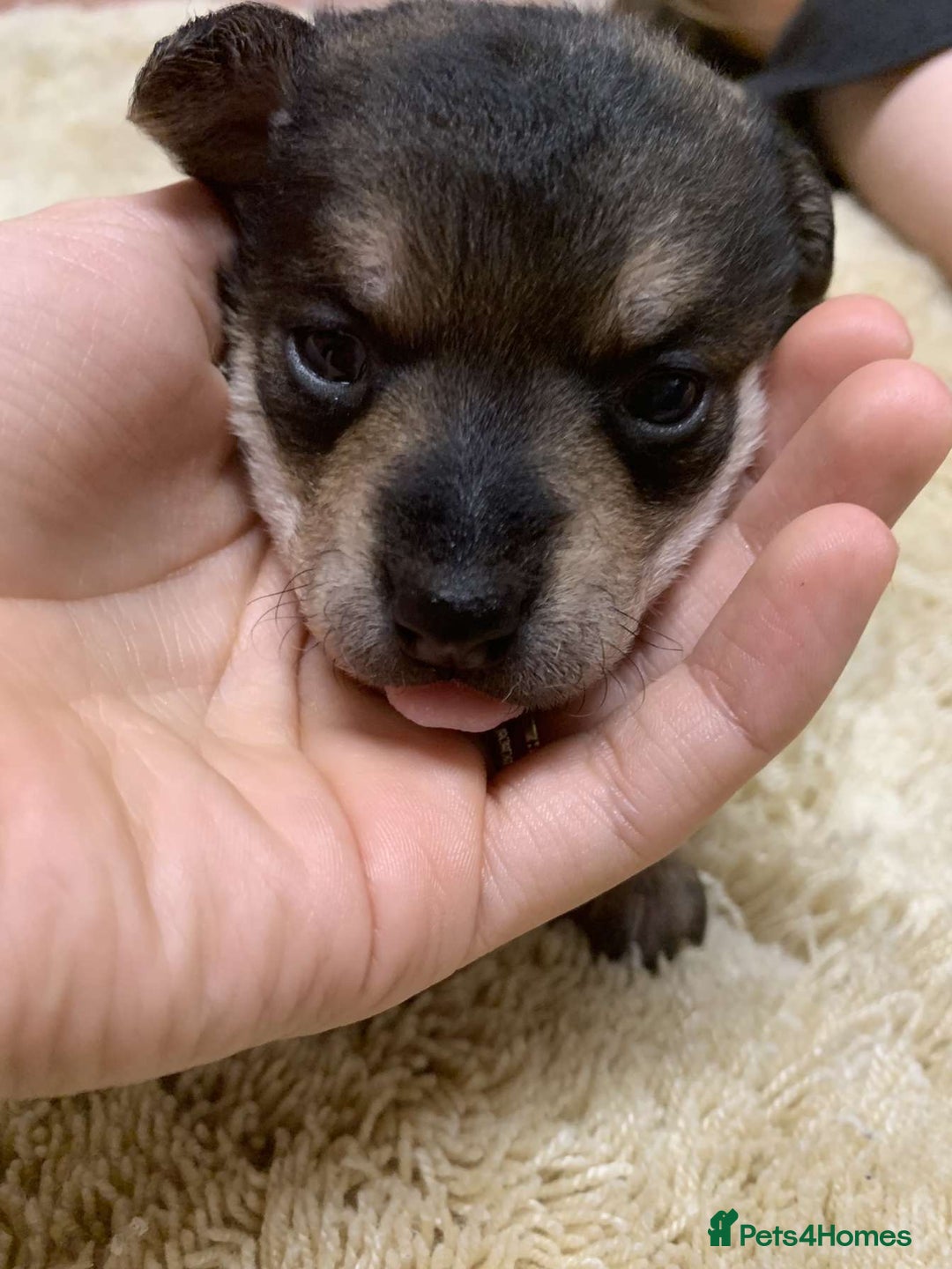 Jack Russell dogs for sale: Jack Russell puppies  - Advert 1